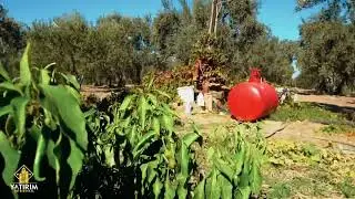 ZEYTİNİN BAŞKENTİ AKHİSAR’DA MUHTEŞEM BİR ZEYTİNLİK