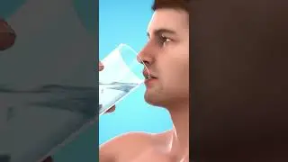 What Drinking Water Does Inside Your Body