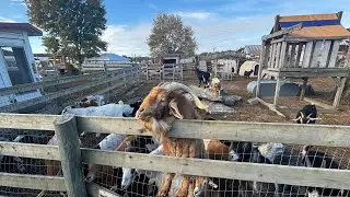 Feeding goats and chickens cereal at Ideal Farms in Lafayette New Jersey , Fall 2025