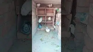 🕊️ Ghotak ke saath kabootar ka pyar #pigeon #pigeonlover #kabootarlovers #short #shorts #reels #vira