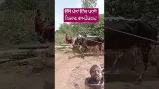 ਉੱਚੇ ਖੇਤਾਂ ਵਿੱਚ ਪਾਣੀ ਲਿਜਾਣ ਵਾਲਾ ਹਲਤ #farmer #water #khetibadi #halet