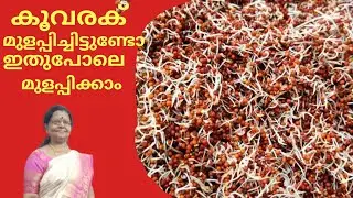 Sprouted ragi//കൂവരക് ഇതുപോലെ മുളപ്പിച്ച് പൊടിക്കാം.