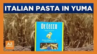Yuma farmers growing wheat for Italian pasta
