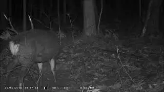 Boar Deer & Serow