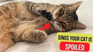 Is Your Cat Spoiled? Shocking Signs You Missed!