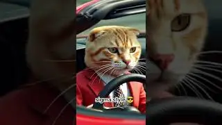 Cat with sigma style. 😎🐈.#sigma #cat #catart #animallife #animals #kidsvideo