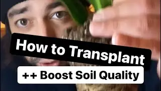 How to Transplant a Plant | Boost Soil & Prevent Transplant Shock | by creative explained