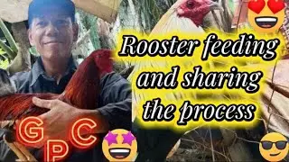 Rooster House Cleaning Routine | Breeding Hygiene Tips for Healthy Rooster Fowl