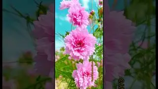 Beautiful pink flower #shorts #flowers #youtubeshorts