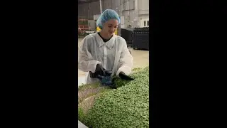 Harvesting trays of tender micro broccoli to make our powder