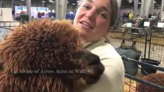 2016 North American Alpaca Show