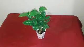 KAHVE BİTKİSİ HİÇ GÖRDÜNÜZ MÜ?(COFFEE ARABICA)