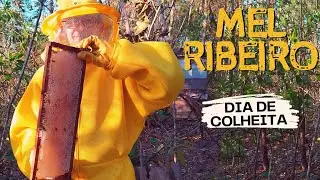 COLHEITA DE MEL DE ABELHA EUROPA | #Ep.1 Apicultura Mel Ribeiro - Itapuranga | Goiás
