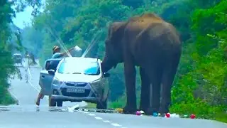 Top 05 Unbillable Elephant  Attack 2025