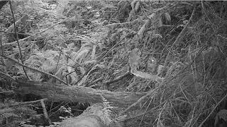 Browning Trail Camera -These two owls make my cameras activate often.