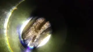 Aedes Mosquito's larva full body