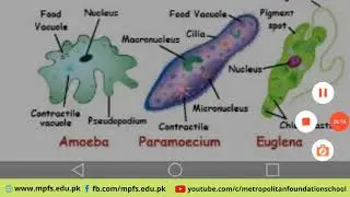 Class 6 Science | Organization of Living Body | 17th Sep 2020