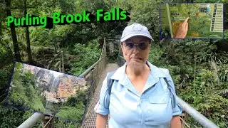 Springbrook National Park Short Hikes - Purling Brook Falls || Days Out in SE Queensland