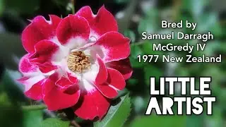 LITTLE ARTIST ROSE plant by Samuel Darragh McGredy IV 1977 New Zealand バラ リトルアーティスト