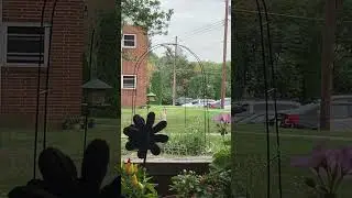 Flicker on the suet #shortsvideo #nature #birds #flicker 9/18/24