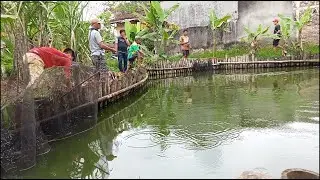 Pemilik empang ngambek‼️ hampir dikembalikan uangnya..