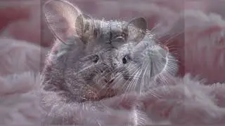 Wonderful Weasles