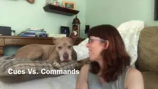 The Proficient Pup Understands Cues - North County San Diego, CA