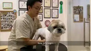 Tutorial: Trimming your Dog's Underpaw Hair