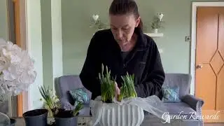 Indoor potted Narcissus 🪴💛 Garden Rewards 💛🪴