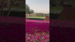 Flower Festival Alain