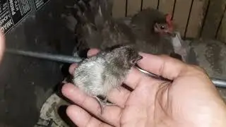 Apdate sa papisang itlog ng Bantam Chicken Namisana 🐣🐤🐥