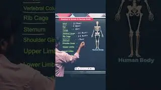 Number of Bones in human body