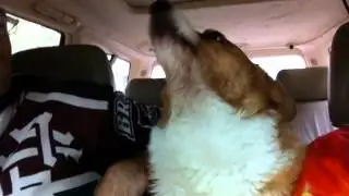 Ever hear a Corgi Howl?