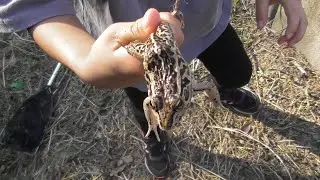 トノサマガエルが意外とデカかった