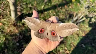 Lobobunaea phaedusa