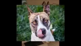 Lainey - Staffordshire Terrier / Husky Mix