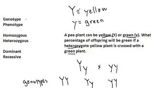 Gentics 5.5  Naming Genotypes