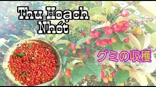 Thu Hoạch Tr&aacute;i Nh&oacute;t Mỏi Tay  - M&ugrave;a Nh&oacute;t Nhật | Harverting Silverberry | グミの実を収穫しました.