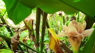 Torch ginger flower