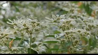 朗朗乾坤飄花雪 [雪花木] 榮榮行腳