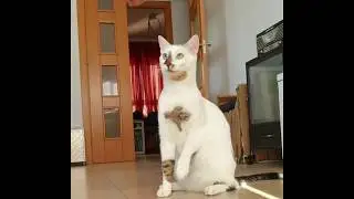 Bowie The Cat training