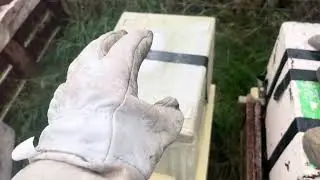Checking up on late beehive splits! 100% queen acceptance!