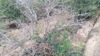Pomogrant me mud Rog aana saru huaa Kutch Gujarat 10 year purane tree