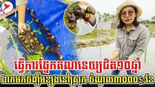 ធ្វើការផ្នែកគណនេយ្យជិត១០ឆ្នាំ ងាកមកចិញ្ចឹមខ្យងនៅស្រុក ចំណូល៣០០០$/ខែ | កម្មវិធីកសិកម្ម