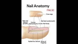 Nail Anatomy  - PMLSC @PMLoveScienceClasses
