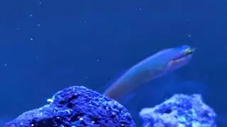 Nano tank 13.5 gallon started for the soon coming dragon pipe fish