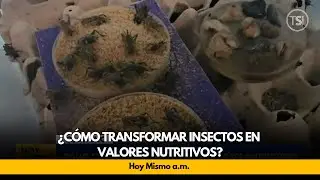 &iquest;C&oacute;mo transformar insectos en valores nutritivos?