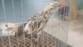 Farm bos margo ayam berkelas di kalangan petarung