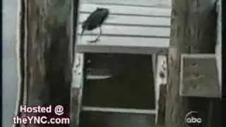 Animal Ingenuity
