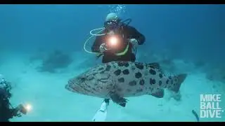 Fly Dive Cod Hole Expedition 3 Night | 4 - 7 November 2024